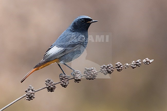 Male Black Redstart (Phoenicurus ochruros gibraltariensis) in Italy. stock-image by Agami/Daniele Occhiato,