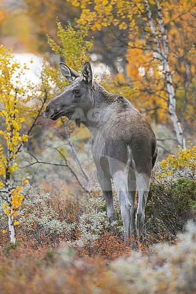 a lonely young elk male near a lake surrounded by birches in early morning autumn  atmosphere, Dombås, Norway stock-image by Agami/Alain Ghignone,