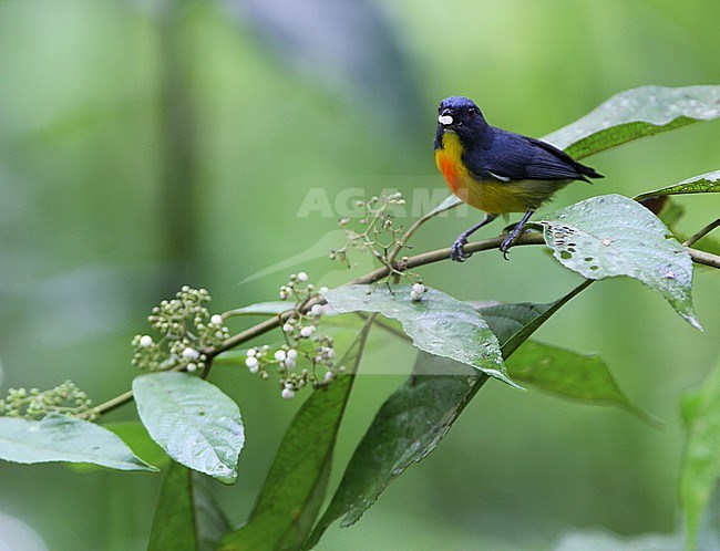 Male Yellow-rumped Flowerpecker, Prionochilus xanthopygius, in Borneo. stock-image by Agami/James Eaton,