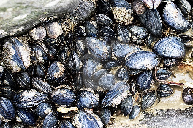 Common mussel, Mytilus edulis stock-image by Agami/Wil Leurs,