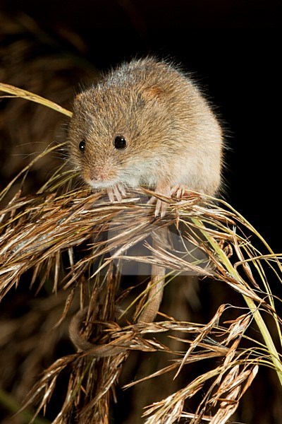 Foeragerende Dwergmuis; Foraging Harvest Mouse stock-image by Agami/Theo Douma,