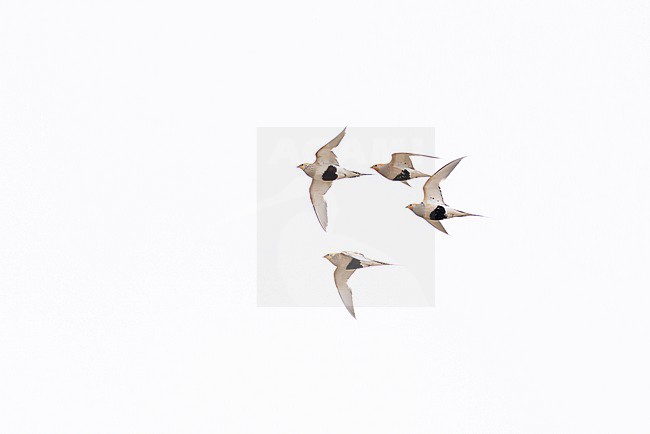Flock of pallas's sandgrouse (syrrhaptes paradoxus) in flight, found in Dornod Aimag in Mongolia stock-image by Agami/Mathias Putze,