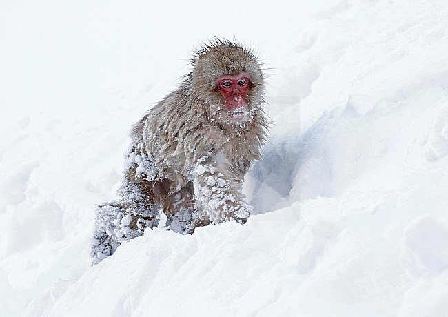 Young Japanese macaque or Snow Monkey (Macaca fuscata) in the snow stock-image by Agami/Pete Morris,