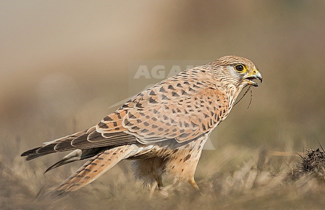 Common Kestrel with prey stock-image by Agami/Alain Ghignone,