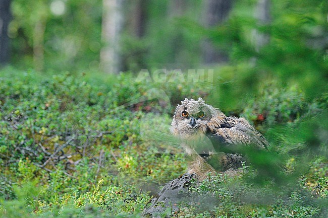 Jonge Oehoe, Eurasian Eagle-Owl juvenile stock-image by Agami/Jari Peltomäki,