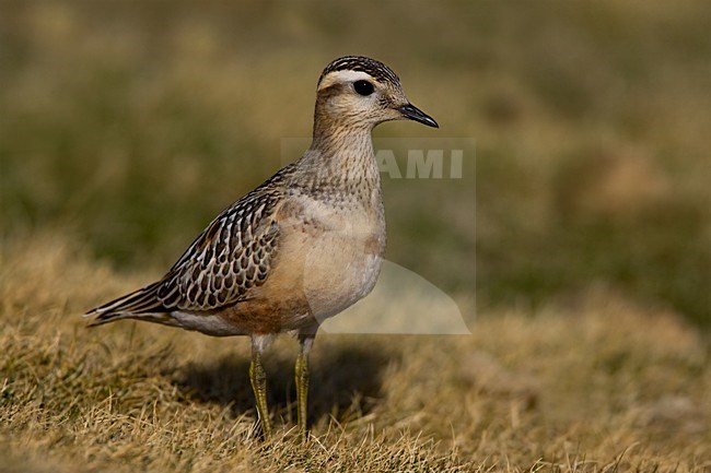 Juveniele Morinelplevier; Juvenile Eurasian Dotterel stock-image by Agami/Daniele Occhiato,