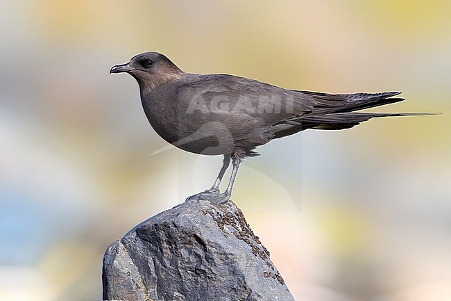 Dark morph adult Arctic Skua (Stercoraruis parasiticus) during spring on the tundra of Iceland. Standing on a rock. stock-image by Agami/Daniele Occhiato,