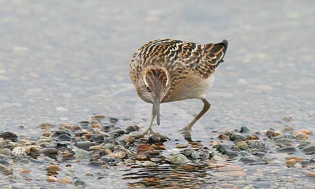 First-winter Sharp-tailed Sandpiper (Calidris acuminata) on Gambell island in Alaska, USA. Showing crown. stock-image by Agami/Brian Sullivan,