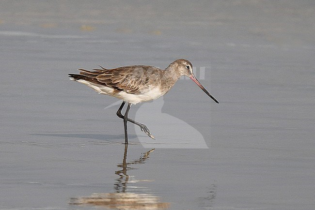 Vagrant Hudsonian Godwit (Limosa haemastica) on the Galapagos islands. Second or third record for the archipelago. stock-image by Agami/Laurens Steijn,
