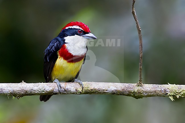 Birds of Peru, Scarlet-banded Barbet stock-image by Agami/Dubi Shapiro,