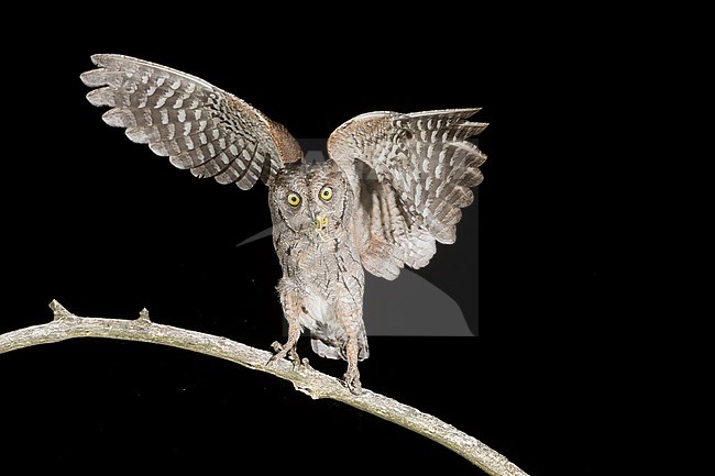 Eurasian Scops Owl (Otus scops) in flight during the night in Italy. stock-image by Agami/Alain Ghignone,