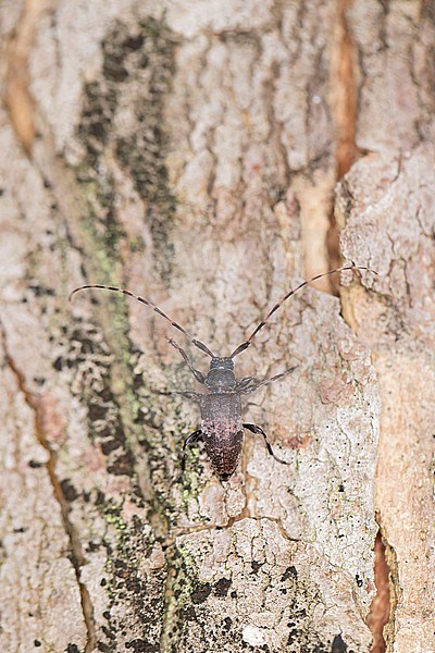 Black-clouded Longhorn Beetle (Leiopus nebulosus) on a Sycamore trunk stock-image by Agami/Mathias Putze,