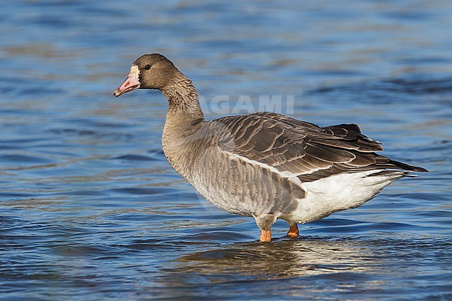 Adult
Colusa Co., CA
December 2012 stock-image by Agami/Brian E Small,