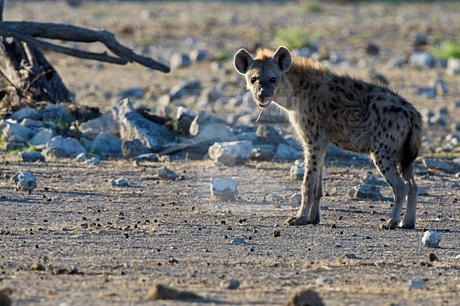 Gevlekte hyena Etosha NP Namibie, Spotted Hyena Etosha NP Namibia stock-image by Agami/Wil Leurs,