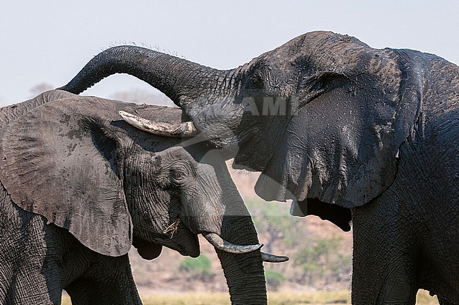 African elephants, Loxodonta africana, playing after a mud bath. Chobe National Park, Botswana. stock-image by Agami/Sergio Pitamitz,