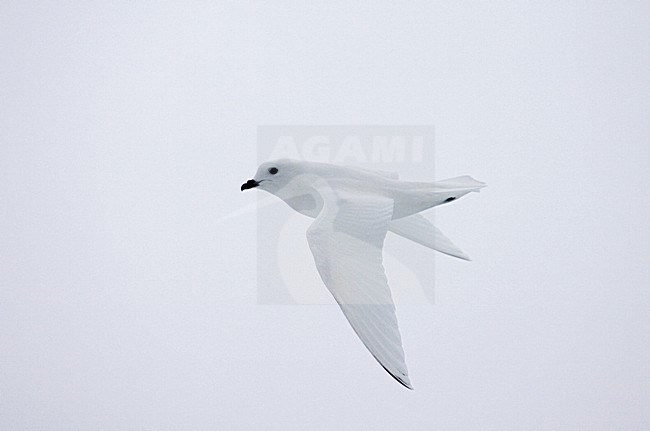 Lesser Snow Petrel flying; Sneeuwstormvogel vliegend stock-image by Agami/Marc Guyt,
