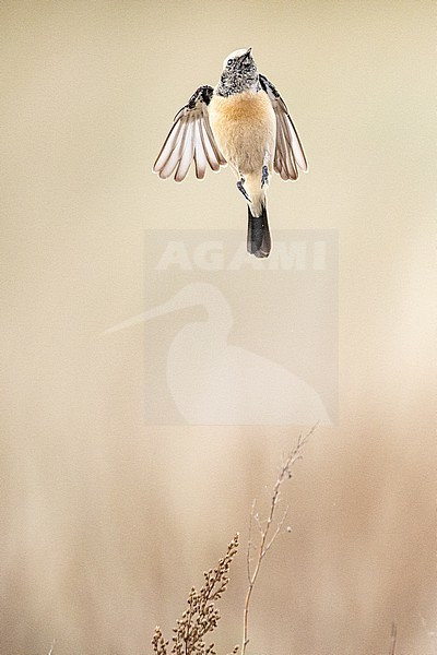  stock-image by Agami/Menno van Duijn,