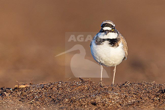 Kleine Plevier, Little Ringed Plover, Charadrius dupius stock-image by Agami/Menno van Duijn,
