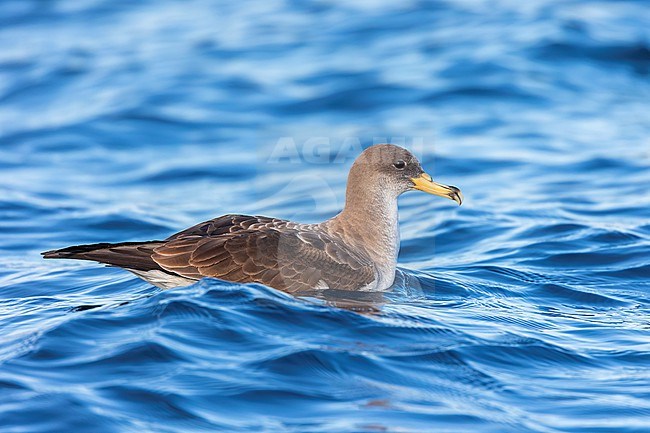An adult Scopoli's shearwater fills the frame sitting on the water close by with a clear blue background. Scopoli's Shearwaters breed on rocky islands and on steep coasts in the Mediterranean but outside the breeding season it forages in the Atlantic. stock-image by Agami/Jacob Garvelink,