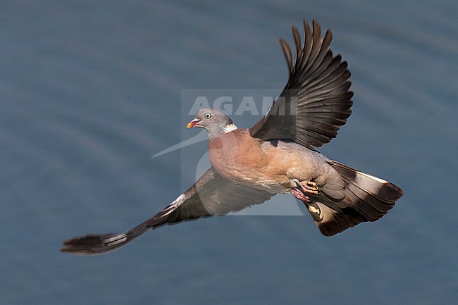 Houtduif in vlucht; Common Wood Pigeon in flight stock-image by Agami/Daniele Occhiato,