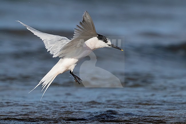Sandwich Tern (Thalassaeus sandvicensis), adult in winter plumage in flight, Campania, Italy stock-image by Agami/Saverio Gatto,
