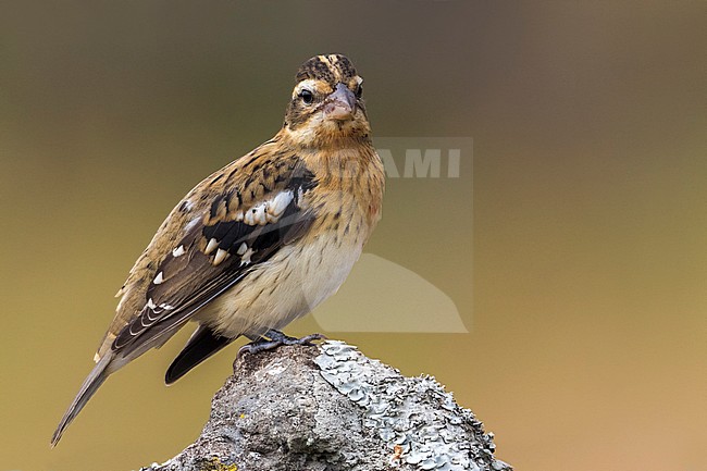 Onvolwassen Roodborstkardinaal, immature Rose-breasted Grosbeak stock-image by Agami/Daniele Occhiato,