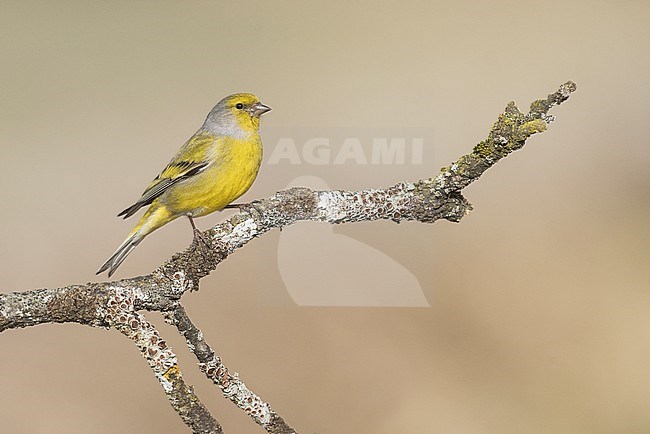Citril Finch male on a beautiful perch stock-image by Agami/Alain Ghignone,