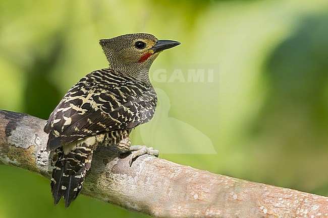 Buff-rumped Woodpecker (Meiglyptes grammithorax) Perched on a branch in Borneo stock-image by Agami/Dubi Shapiro,