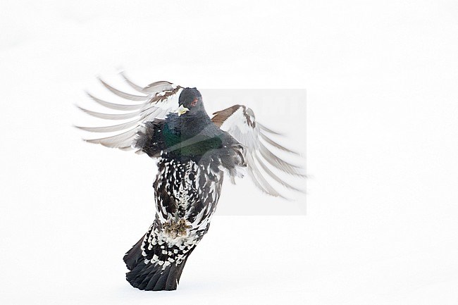 Male Western Capercaillie (Tetrao urogallus) during a cold winter in Northern Finland. Landing in a field covered with fresh snow. stock-image by Agami/Marc Guyt,