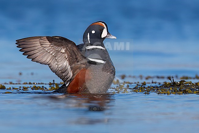 Harlequin Duck (Histrionicus histrionicus) swimming in the ocean near Victoria, BC, Canada. stock-image by Agami/Glenn Bartley,