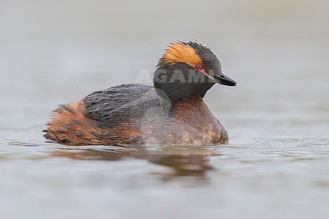 Horned Grebe (Podiceps auritus), adult swimming in a pond stock-image by Agami/Saverio Gatto,