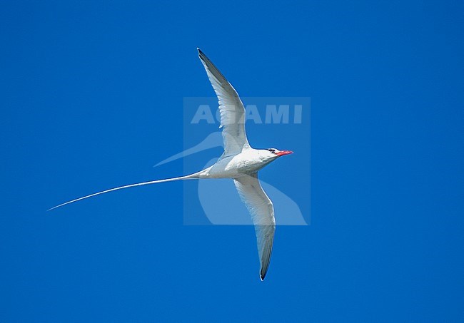 Red-billed Tropicbird (Phaethon aethereus) in flight against a blue sky stock-image by Agami/Roy de Haas,