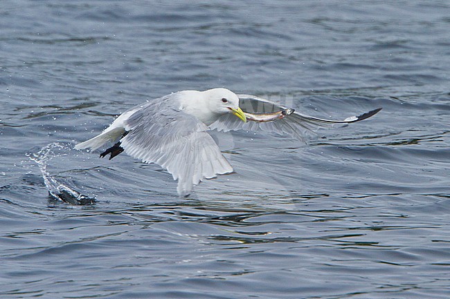Black-legged Kittiwake (Rissa tridactyla) flying along the coastline of Newfoundland, Canada. stock-image by Agami/Glenn Bartley,