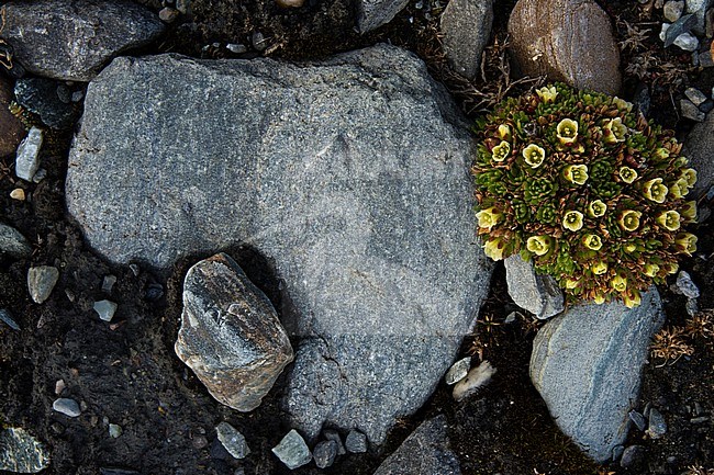 Tufted saxifrage in a rocky terrain {Saxifraga cespitosa}. Svalbard, Norway stock-image by Agami/Sergio Pitamitz,
