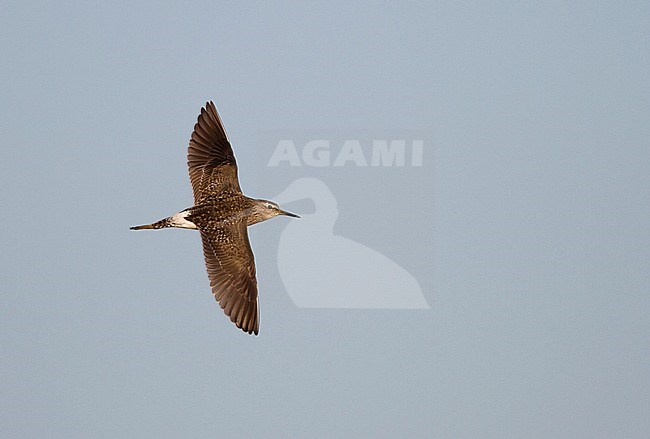Bosruiter, Wood Sandpiper, Tringa glareola, Cyprus, adult, breeding plumage stock-image by Agami/Ralph Martin,