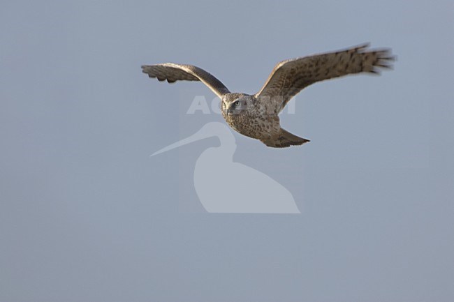 Hen Harrier female flying; Blauwe Kiekendief vrouw vliegend stock-image by Agami/Daniele Occhiato,