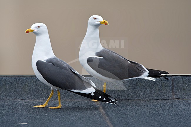 Kleine Mantelmeeuw in de stad; Lesser black-backed Gull in the city stock-image by Agami/Marc Guyt,