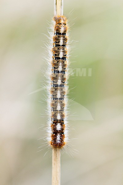 Lasiocampa quercus - Oag eggar - Eichenspinner, Switzerland (Tessin), larvae stock-image by Agami/Ralph Martin,