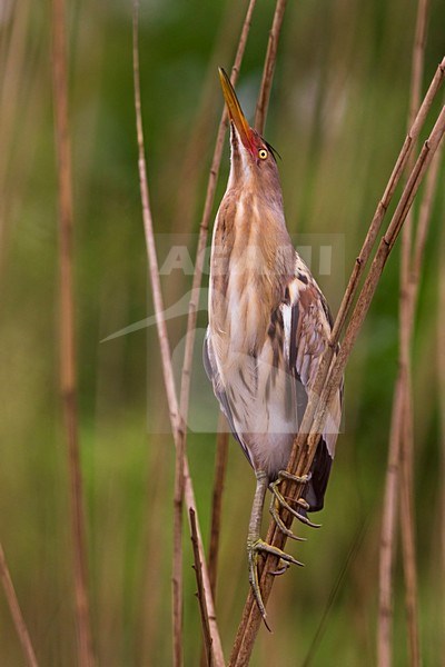 Tarabusino; Little Bittern; Ixobrychus minutus stock-image by Agami/Daniele Occhiato,