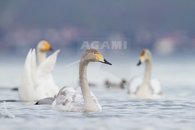 Whooper Swan - Singschwan - Cygnus cygnus, Switzerland, 2nd cy with adult stock-image by Agami/Ralph Martin,