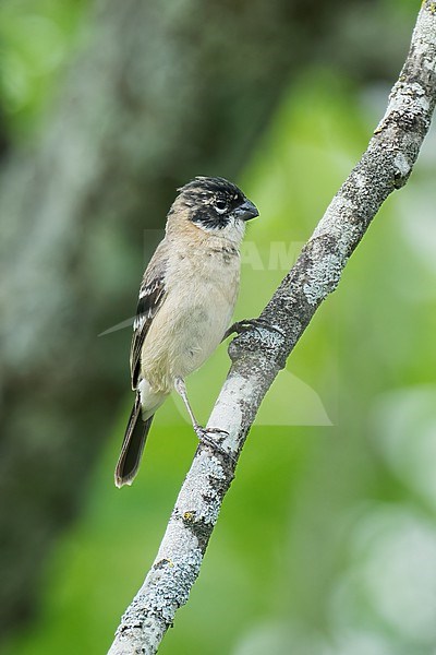 Adult male
Nuevo Leon, Mexico
May 2022 stock-image by Agami/Brian E Small,