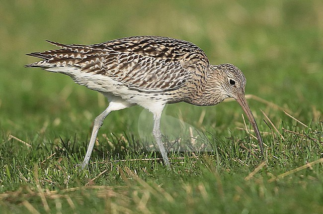 Eurasian Curlew (Numenius arquata), first winter standing in a field, seen from the side. stock-image by Agami/Fred Visscher,