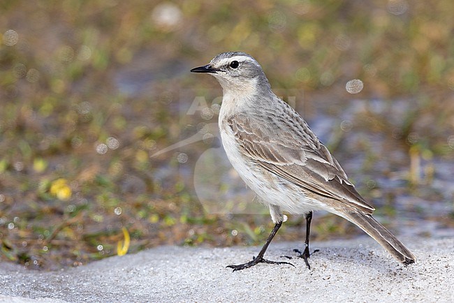 Water Pipit (Anthus spinoletta), adult standing on the snow., Abruzzo, Italy stock-image by Agami/Saverio Gatto,