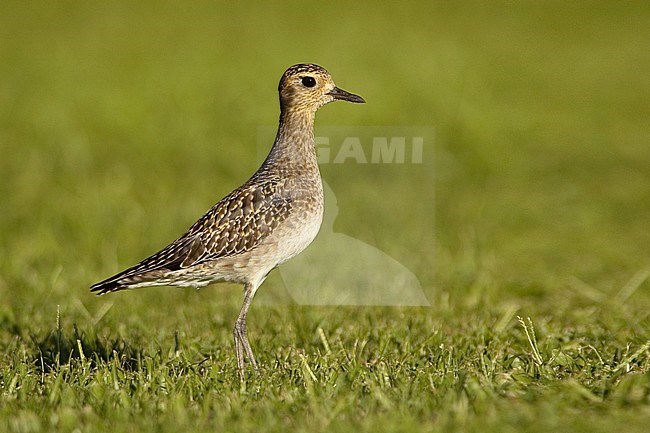 A wintering Pacific golden plover (Pluvialis fulva) stands on a grass field on the island of Oahu, Hawaii. stock-image by Agami/Jacob Garvelink,