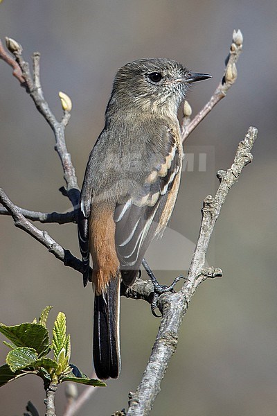 A female White-winged Black Tyrant (Knipolegus aterrimus anthracinus) at Paucartambo, Peru. stock-image by Agami/Tom Friedel,