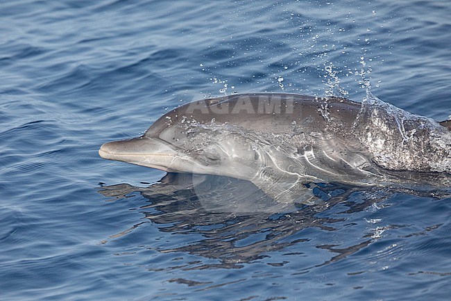 Immature Atlantic Spotted Dolphin (Stenella frontalis), appearing on the surface and producing waves, with a blue background, in Cape Verde. stock-image by Agami/Sylvain Reyt,