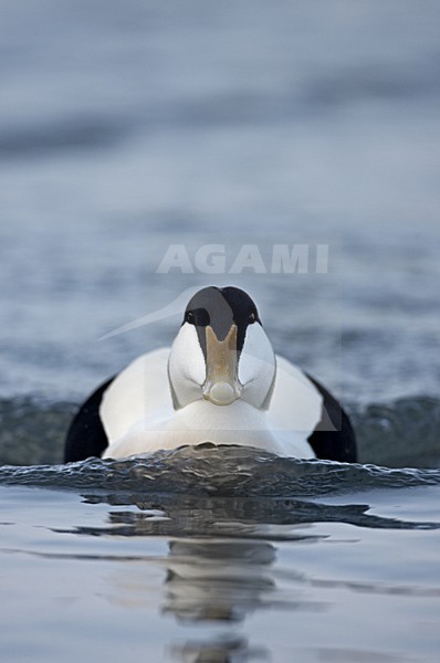 Common Eider adult male swimming; Eider volwassen man zwemmend stock-image by Agami/Jari Peltomäki,