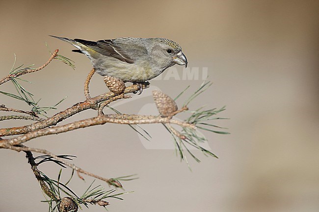 Grote Kruisbek; Parrot Crossbill stock-image by Agami/Chris van Rijswijk,