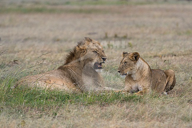 A mating pair of lions, Panthera leo. stock-image by Agami/Sergio Pitamitz,