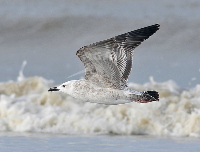 First-winter Caspian Gull (Larus cachinnans) on the beach at Noordwijk in the Netherlands. stock-image by Agami/Casper Zuijderduijn,